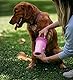 Dexas MudBuster Pfotenreiniger für Hunde, tragbar, Haustierbedarf und Hundezubehör, Größe M, Fuchsienfarbe