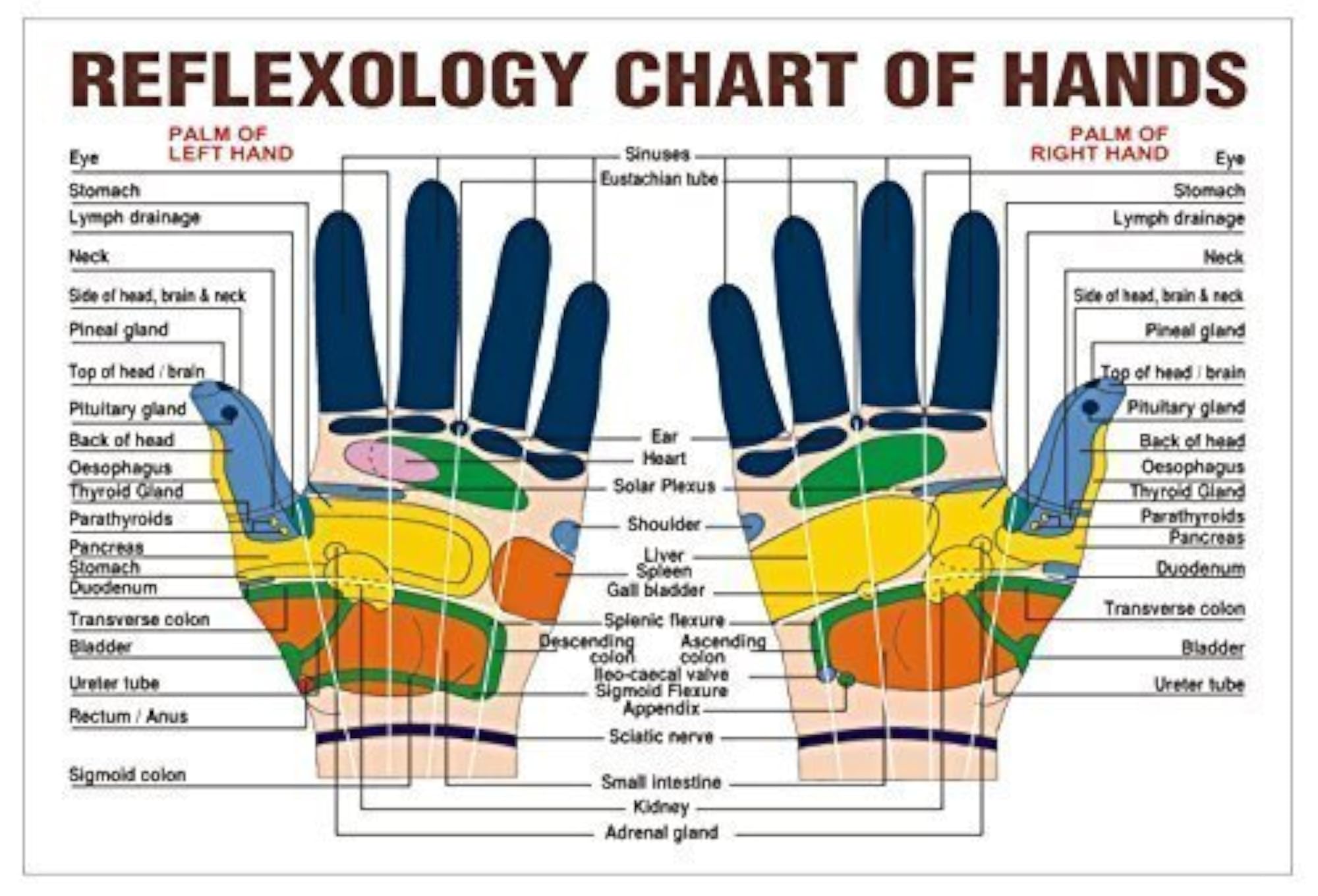 Acupressure Sujok Thumb Pad for Therapy, 50 Count