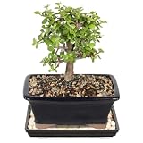 Brussel's Bonsai - Live Dwarf Jade Bonsai Tree with Humidity Tray, Indoor Bonsai Plant in Ceramic Container, 5 Years Old, 8-12 Inches Tall, Easy Care Houseplant (Medium)