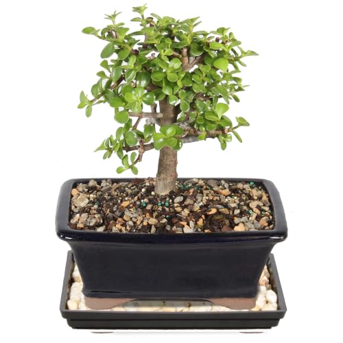 Brussel's Bonsai - Live Dwarf Jade Bonsai Tree with Humidity Tray, Indoor Bonsai Plant in Ceramic Container, 5 Years Old, 8-12 Inches Tall, Easy Care Houseplant (Medium)