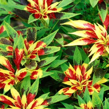 Golden Hills Farm Amaranthus Tricolor Sparkle Hunt Flower 100-204 seeds