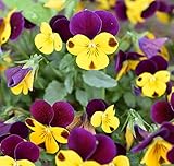 hornveilchen schneiden SPAREN Sie zusätzliche Versandkosten und bestellen mehrere Artikel aus unserem großen Sortiment: Alles rund um den Garten -> Seedshop24