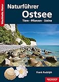 fossilien ostsee schwamm  Naturführer Ostsee: Tiere, Pflanzen, Steine