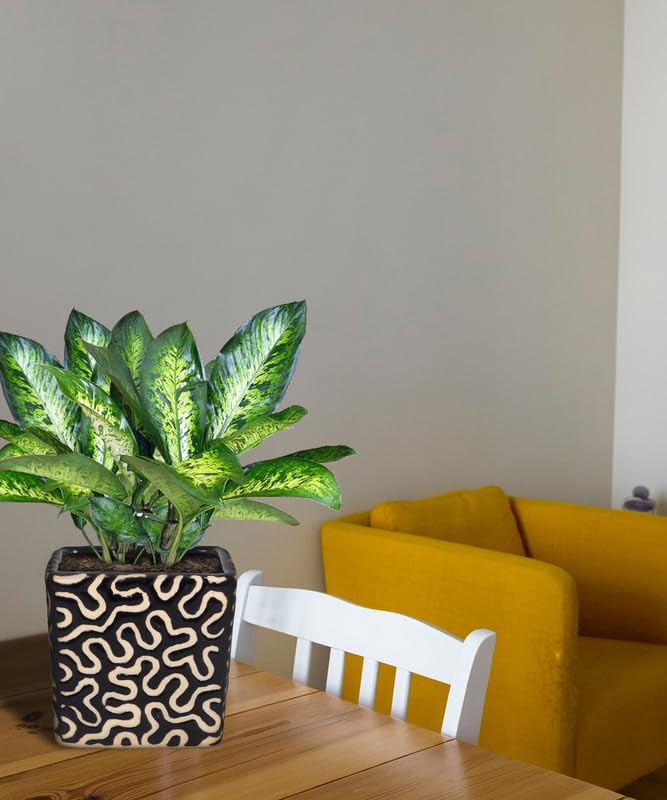 Tristar Ceramic Square Designer Pots for Plants Multicolour to Decorate Your Space Home|Office|Indoor|Outdoor Small Size (B0CK64V11X) Amazon Price History, Amazon Price Tracker