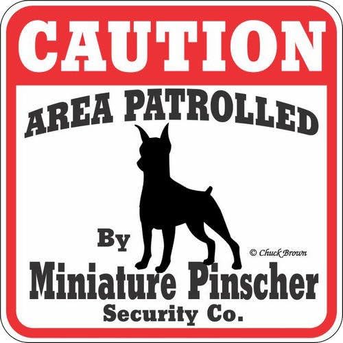 Perro Yard Sign "Caution zona patrolled por miniatura pinicher Empresa de seguridad" "