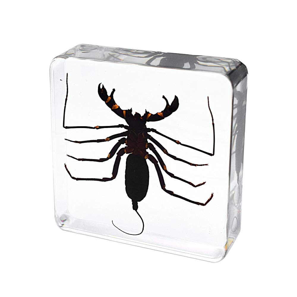 Animal Insect Whip Scorpion Specimen Taxidermy Paperweight for Science Education