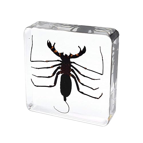 Miniatura 4 de Insecto animal real látigo escorpión espécimen pisapapeles Typopeltis Níger Taxidermia Ciencias Aula Espécimen para la educación científica
