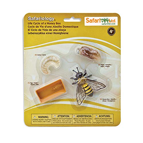 Figuritas del ciclo vital de la abeja de la miel | Colección del ciclo vital de la abeja en miniatura | Juguetes Educativos para Niños | No tóxicas y Libres de BPA | Apto para Niños de 4+ | Safari Ltd