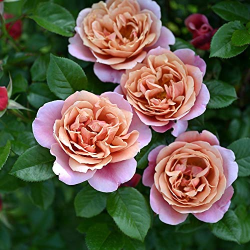 Amazon.co.jp: バラ苗 【ピンクビンテージ】 (新苗