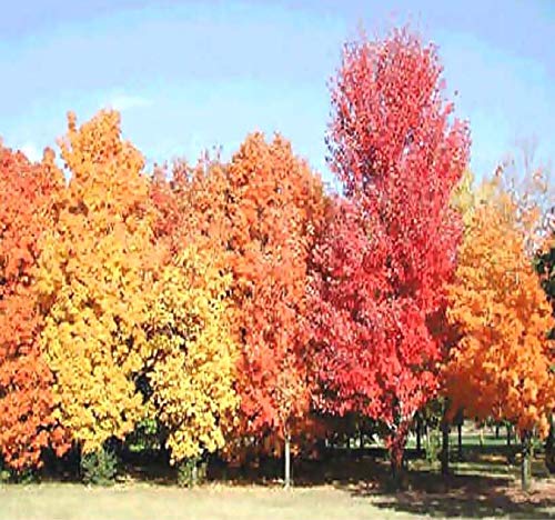 MySeeds.Co Big Pack Sugar Maple