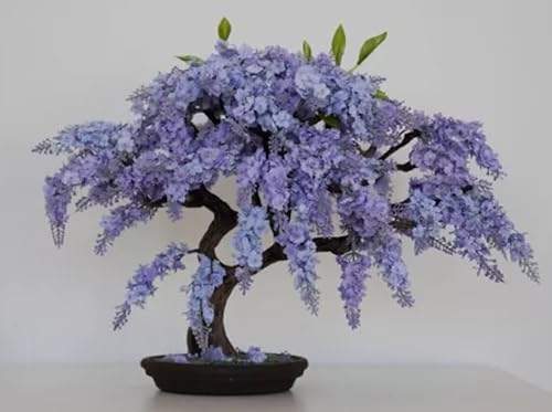 Blue Jacaranda Tree Seeds (paquete de 30)  Excelente espécimen de bonsái  Bonsai de floración exótica  Árbol floreciente