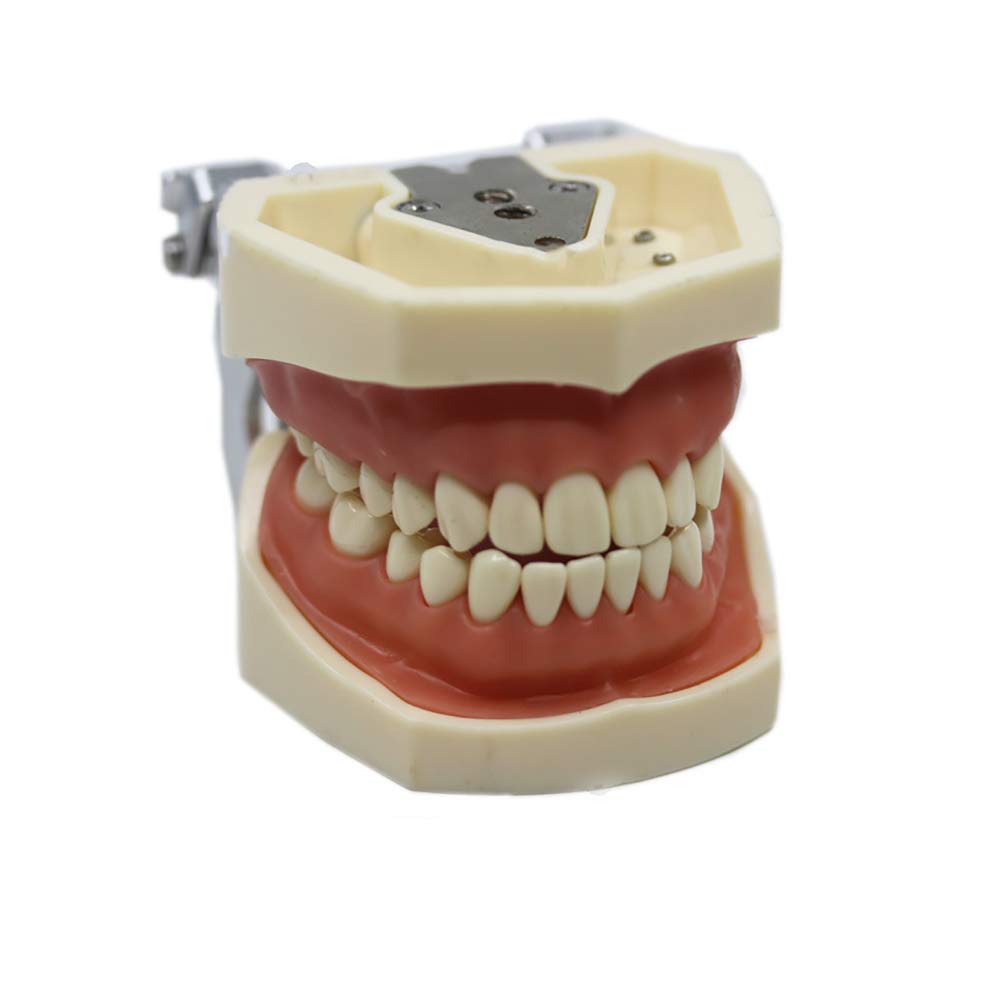 ERNZI Modelo De Enseñanza Dental Modelo Dental Modelo Estándar 28 Dientes Roscados Software De Demostración