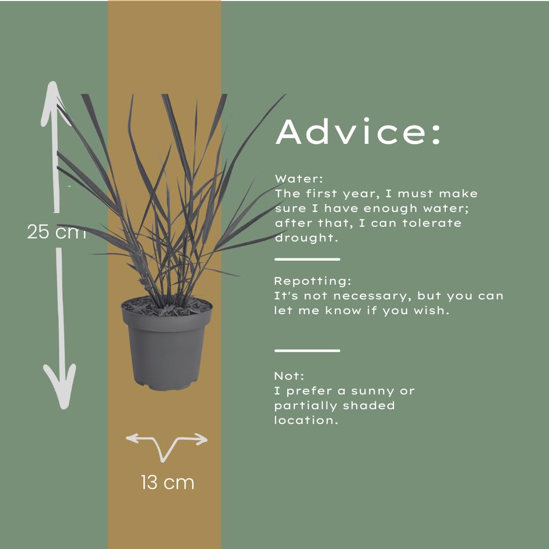Panicum virgatum - 3 x proso na wędkę, trawa ozdobna, mrozoodporna trawa ozdobna 12 cm, łatwa w pielęgnacji trawa ogrodowa z czerwonym zabarwieniem jesiennym 3