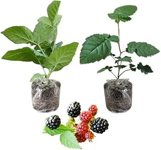 Set 2 BlackBerry Plants Live, Navaho Blackberries Plants for Planting, BlackBerry Bush Live Plant, Fruit Trees Live Plant Outdoor
