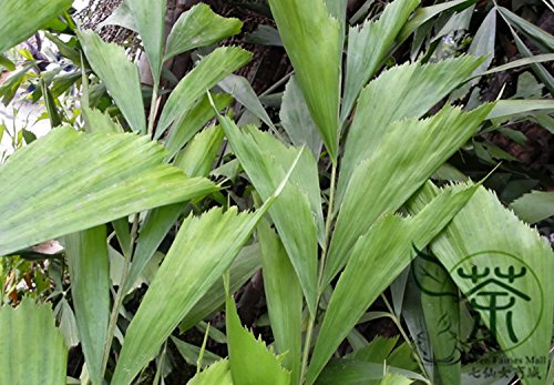 Semi di palma ornamentale a coda di pesce ochlandra semi da giardino famiglia palmaceae semi di palma cinese a coda di pesce giardino verde semi di Yu Wei Kui Confezione da 100 semi