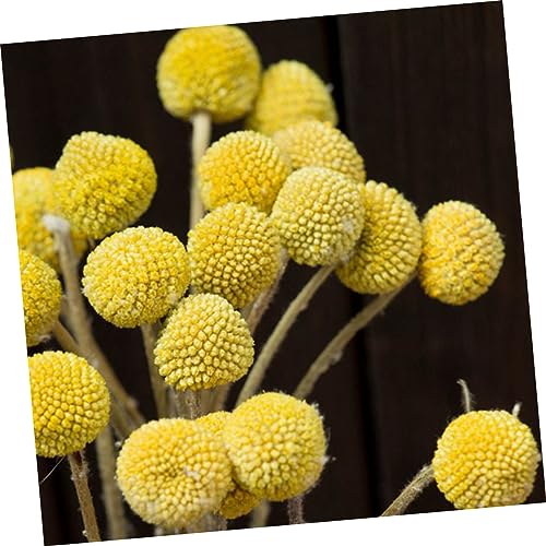 20 flores secas Craspedia para decoración y eventos miniatura 4