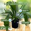 BubbleBlooms Staghorn Fern, in a 4 inch Pot, Platycerium bifurcatum Elkhorn #4