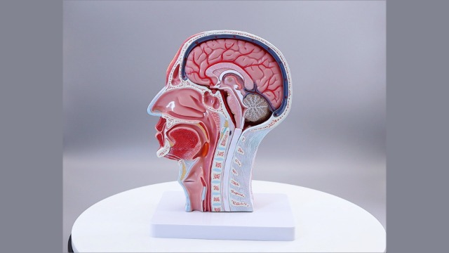 Image of EVOTECH SCIENTIFIC Human Half Head Superficial Neurovascular Musculature Model with Removable Brain, Shows Cranial Cavity Nerve Life Size Anatomical Head Model for Medical Teaching Learning Education
