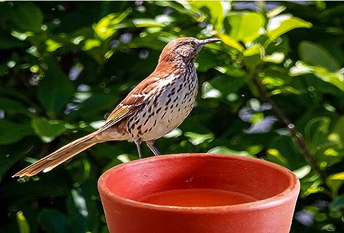 Image of ZENRISE Clay Bird Water Feeder Pot, Bath tub for Birds in Balcony and Garden- 15cm, 1 Piece