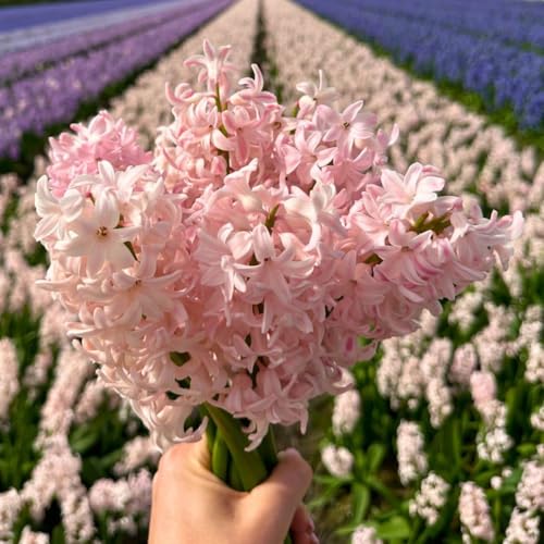 Bulbes de jacinthes - China Pink - 30 Bulbes de jacinthes - Flowerbulbs Amsterdam - Taille 14/15