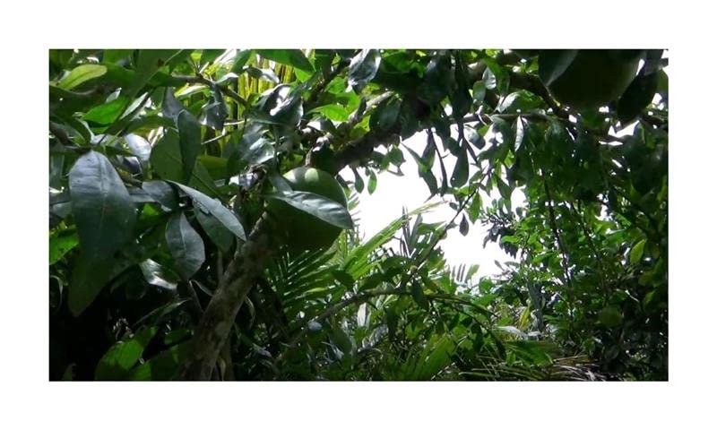 Pcs - 10x Ahmed Cujete Calabash Tree Garden Plants - Seeds B471 & Plants Shop by Ipsa