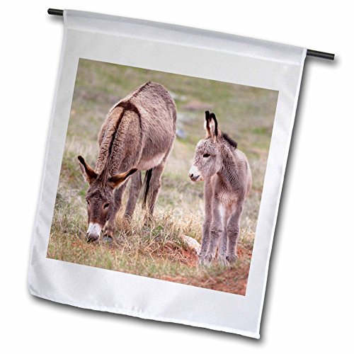 3dRose fl_92835_1 South Dakota, Custer SP, Wild Burros, Donkeys-US32 JWI0526-Jamie and Judy Wild Garden Flag, 12 by 18-Inch -  3D Rose - LG