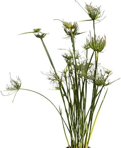 Miniatura 8 de Planta de papiro enano  3 plantas vivas  Cyperus Shade & Wet Tolerant Aquatic Follage