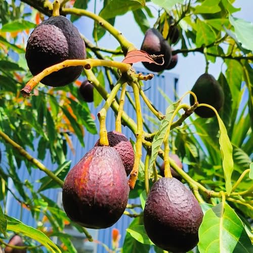 avocado espaldera semi interni balcone letti elevati colonnari letto elevato giardino rocce semi 35pcs