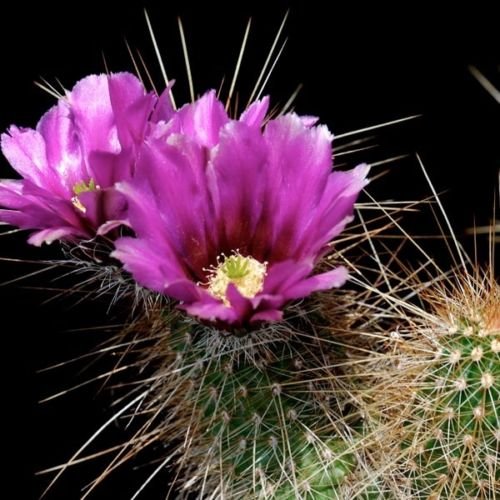 Pinkflower Hedgehog Cactus (Echinocereus bonkerae) 10 semi