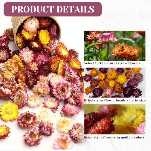 Dried Straw Flower Heads Bulk Mixed Color Natural Dry Flowers miniatura 3