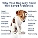 Well Loved Probiotics for Dogs, Dog Probiotics, Made in USA, Vet Developed for Gut Health, Yeast Balance, Itchy Skin, Diarrhea & Gas Relief, Chews with Prebiotic & Digestive Enzymes, Digestive Support