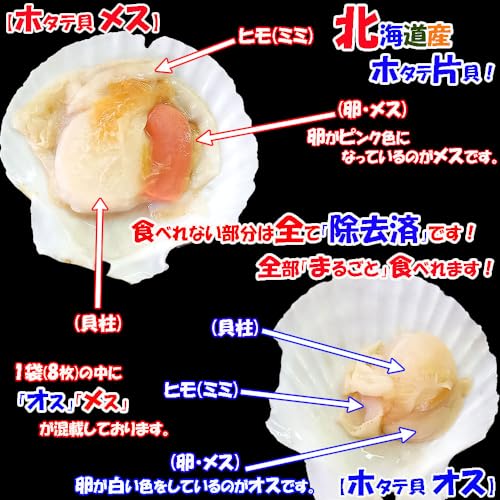 ichigo-ichigo 北海道産 ホタテ貝柱 帆立 片貝 殻付き 1袋 (8枚入) 特大 ほたて 冷凍 バーベキュー bbq ギフト 母の日ギフト 父の日プレゼント の商品画像 6