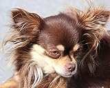 1art1 Chiens Poster Chihuahua À Poil Long Marron Affiche Reproduction 50x40 cm