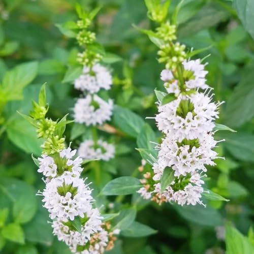 semi di menta - pacciamanti resistenti perenne tappezzante da giardino biologiche 350pcs