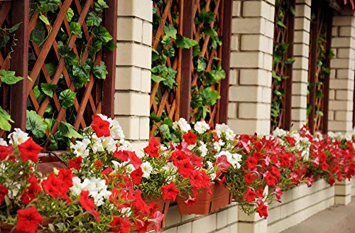Petunia Seeds80000+Pcs 'Colour-Themed Collection'(Rainbow Colors) Perennial Flower Mix Seeds,Flowers All Summer Long,Hanging Flower Seeds Ideal For Pot #TOP4