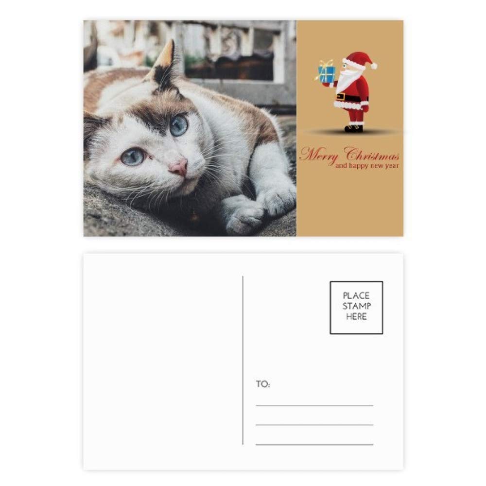 Cartes postales chat coloré pour décorer vos bureaux et envoyer vos vœux