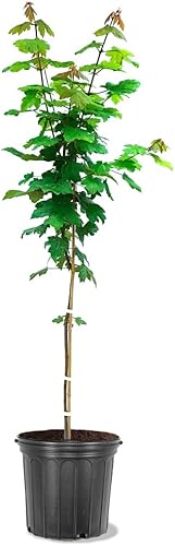 Autumn Blaze Arce, caducifolio, árbol de sombra, crecimiento rápido, 5 galones, maceta de vivero