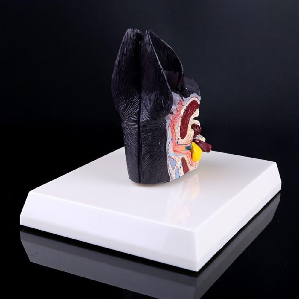 Dog Ear Lesion Animal Anatomical Model Pet Hospital Teaching Aids Science Aids Teaching 8x5x11.5cm Canine Research 1pc