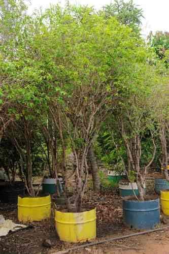 Muda De Jabuticaba Hibrida