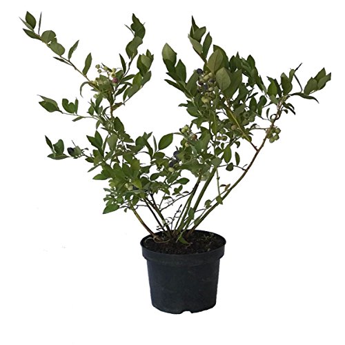 Müllers Grüner Garten Shop Reka Heidelbeere Topf