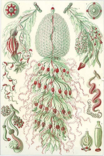 Dreamawsl Retro Metal Poster Series - Ernst Haeckel's Siphonophores Biological Illustration - Advertising Poster Tin Sign Metal Scenery Character Poster 12 x 8 inch