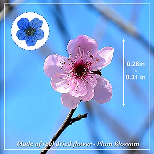 Flores Secas Prensadas Azul Natural 60Pzs miniatura 2
