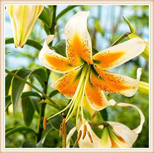Amazon カサブランカ 球根 可愛らしく神秘的な花が咲く花 植えやすい 2 4球根 花
