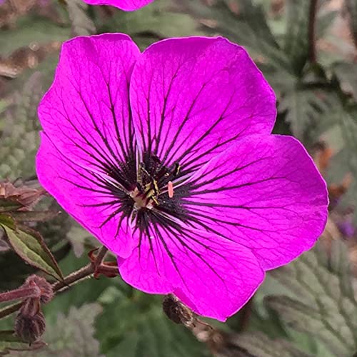 Geranium Dark Eyes Hardy Flowering Outdoor Garden Ready Plants in Plant Pot (20-30cm Incl. Pot)