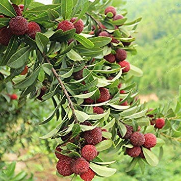 5 PCS Myrica Rubra Bonsai Chinesische Rote Bayberry Myrica Rubra Saftige saftige Frucht Pflanze Bonsai Süße Köstliches Waxberry Baum - Image 3