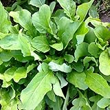 Astro Arugula Lettuce Seeds,1000 Heirloom Seeds Per Packet, Non GMO Seeds, Botanical Name: Eruca vesicaria SSP. Sativa, Isla's Garden Seeds