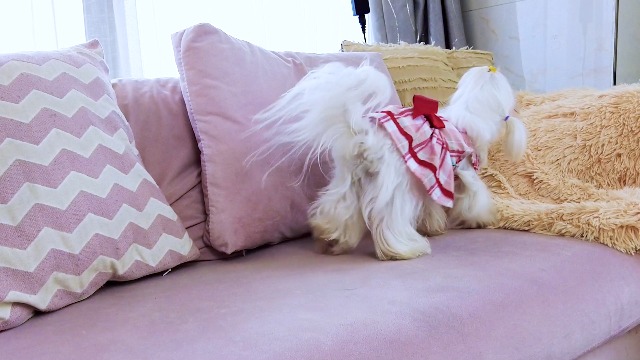 Laifug Dog Dress Puppy Print Princess Dog Dress Cute Party Wear (Pink, L) :  Amazon.ca: Pet Supplies