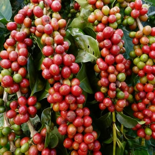 Coffea Seeds for Planting, 60+...