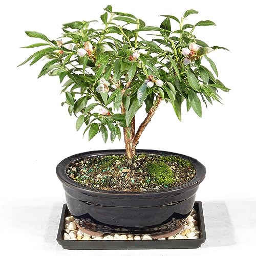 Brussel's Bonsai Live Dwarf Blueberry Bonsai Tree - Small, 4 Years, 6 to 8 Inches Tall - Outdoor Live Bonsai Tree with Ceramic Pot and Bonsai Tray