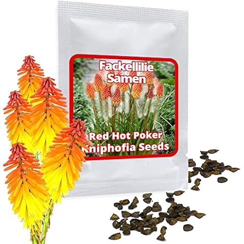 25 Kniphofia Flower Seeds/Red Hot Poker/Torch Lily - Hardy Perennial with Showy Flower Candles Cover